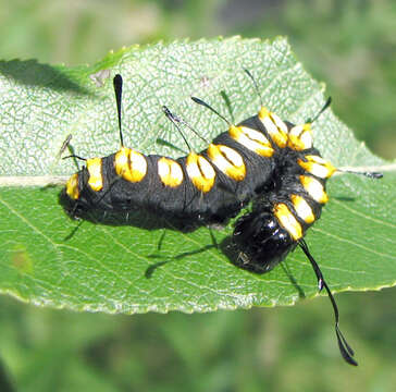 Слика од Acronicta funeralis Grote & Robinson 1866