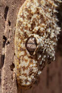 Image of Broad-tailed Gecko