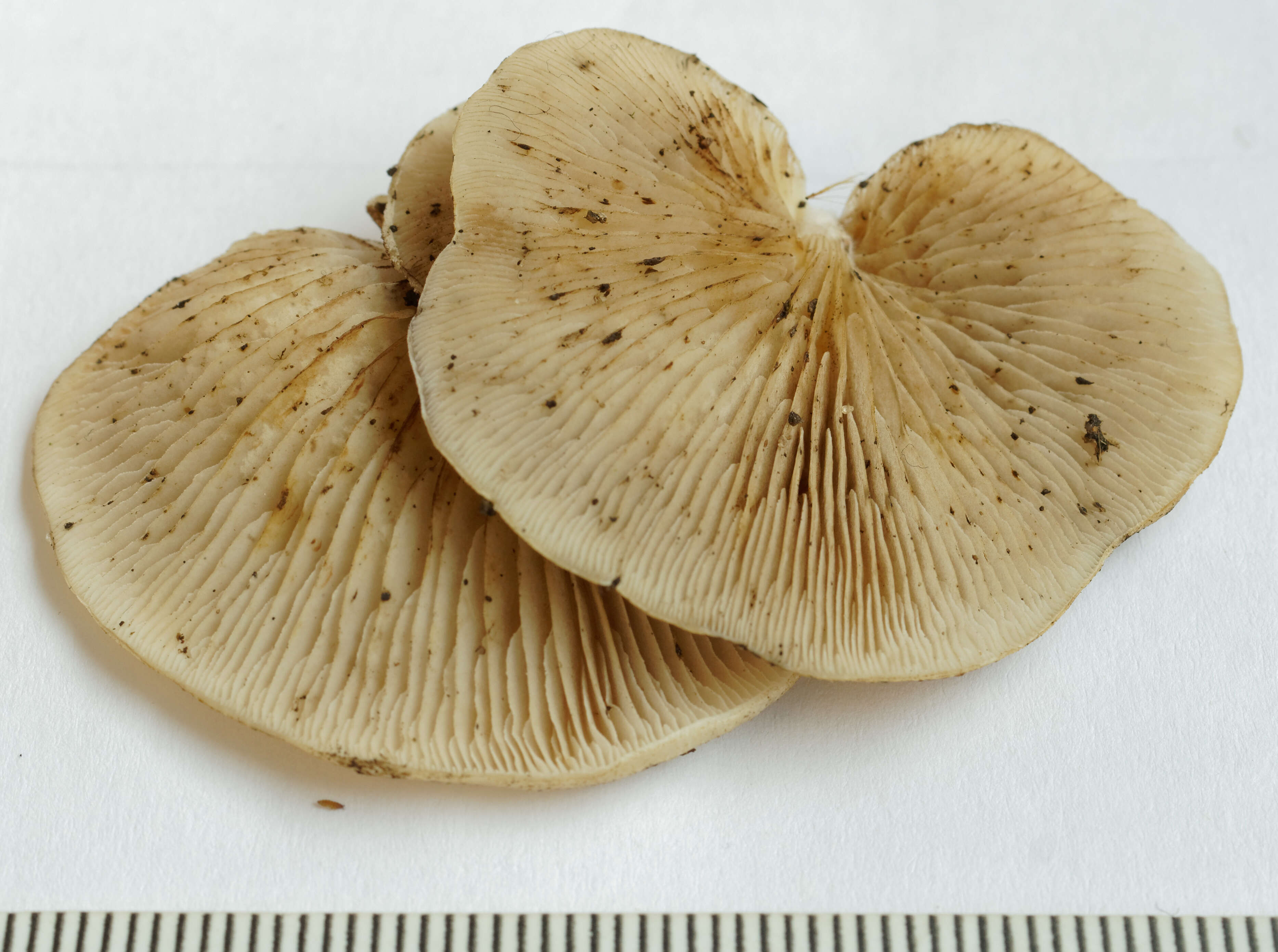 Image of Crepidotus mollis (Schaeff.) Staude 1857