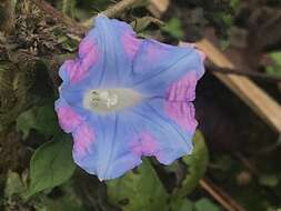 Image of Ivyleaf morning-glory