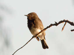 Image of Black Phoebe