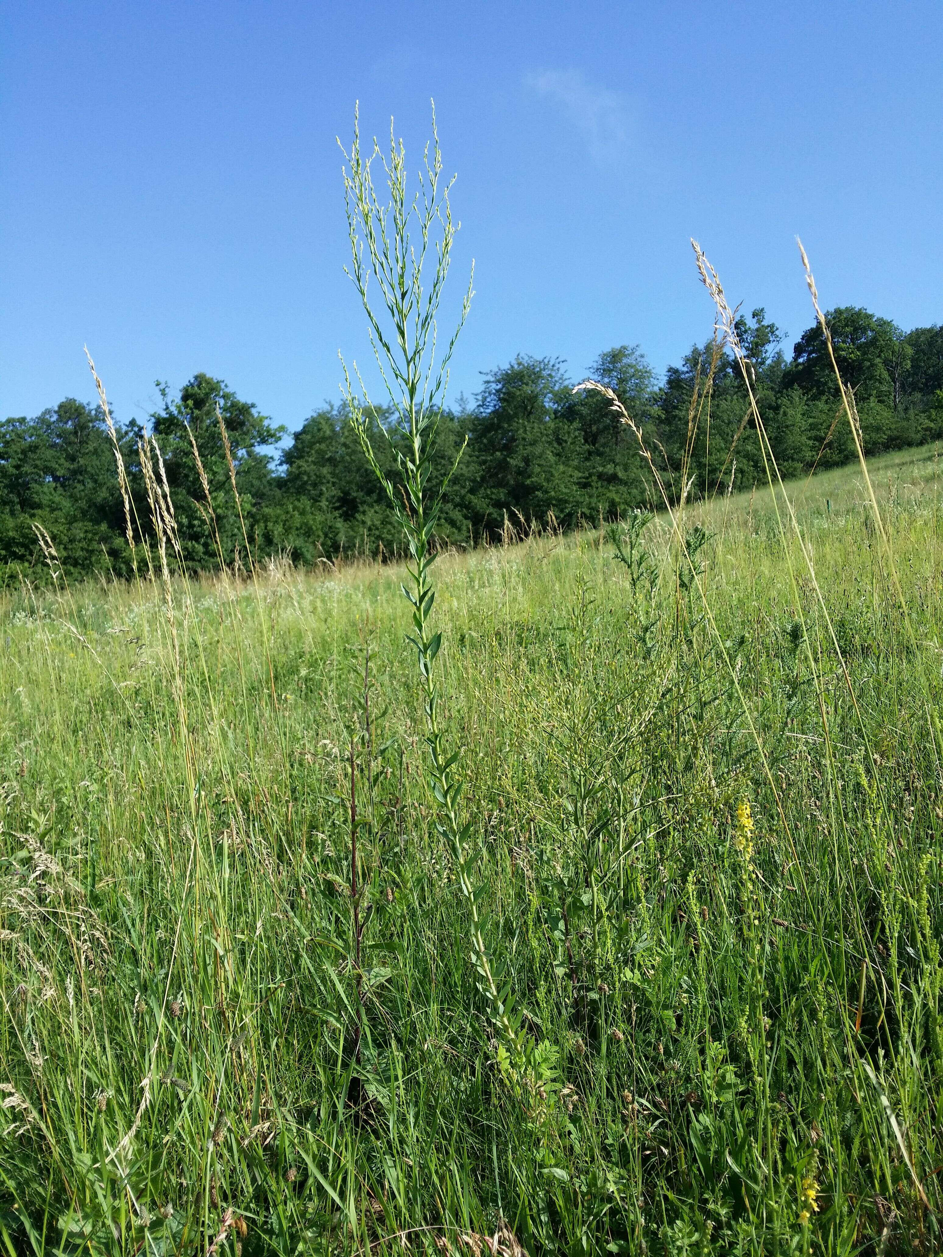 Imagem de Linaria genistifolia (L.) Mill.