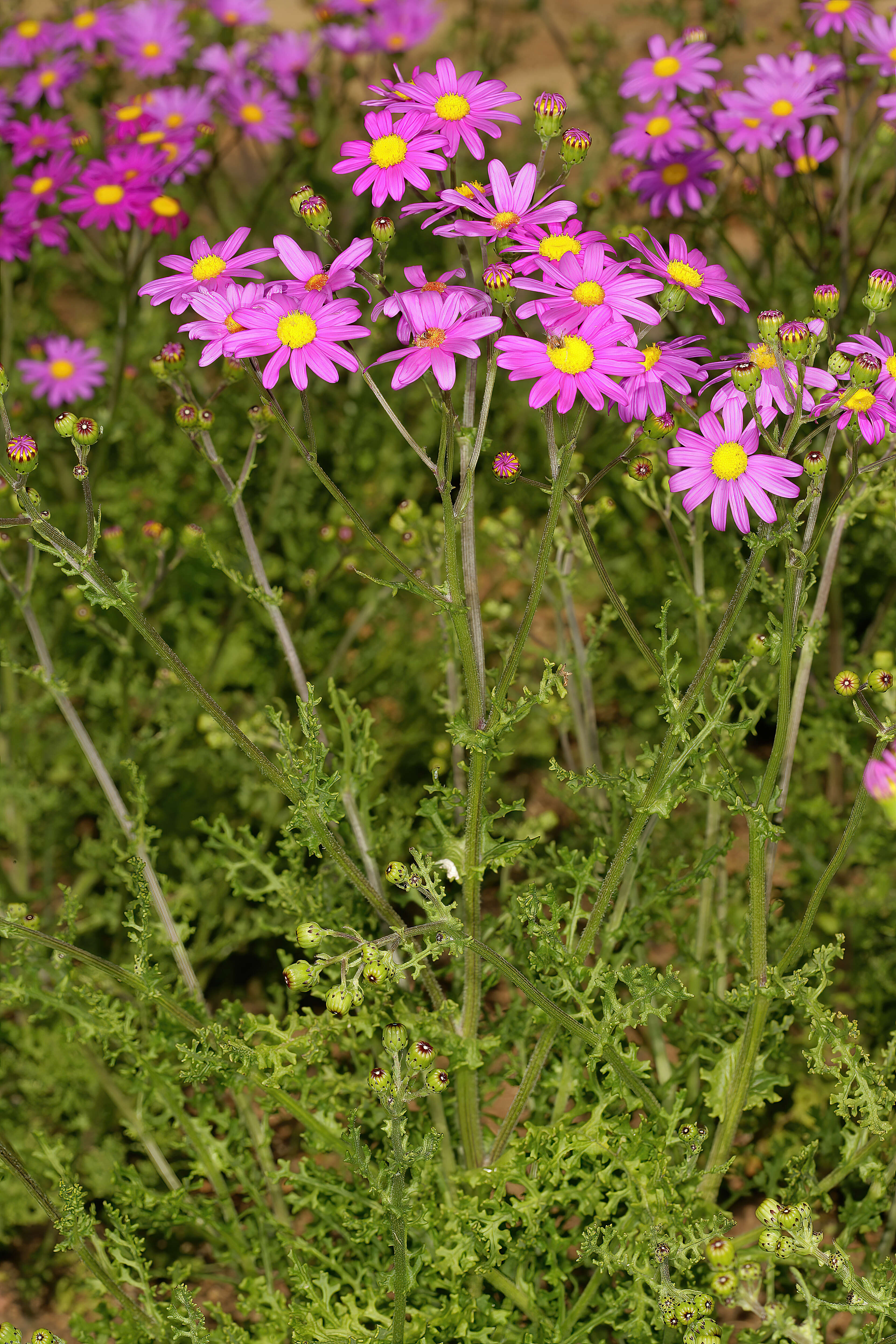 Image of redpurple ragwort