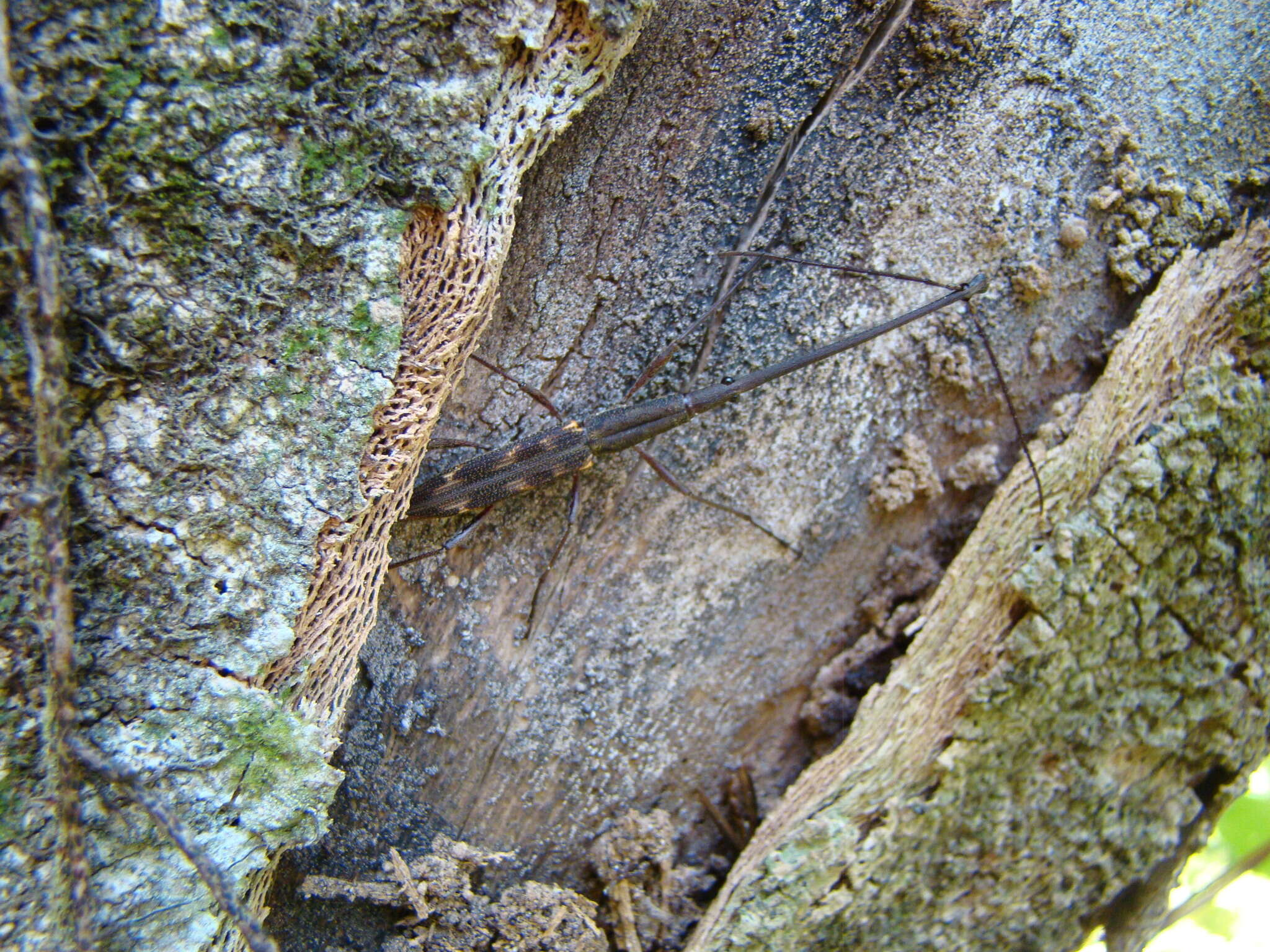 Image of Giraffe weevil