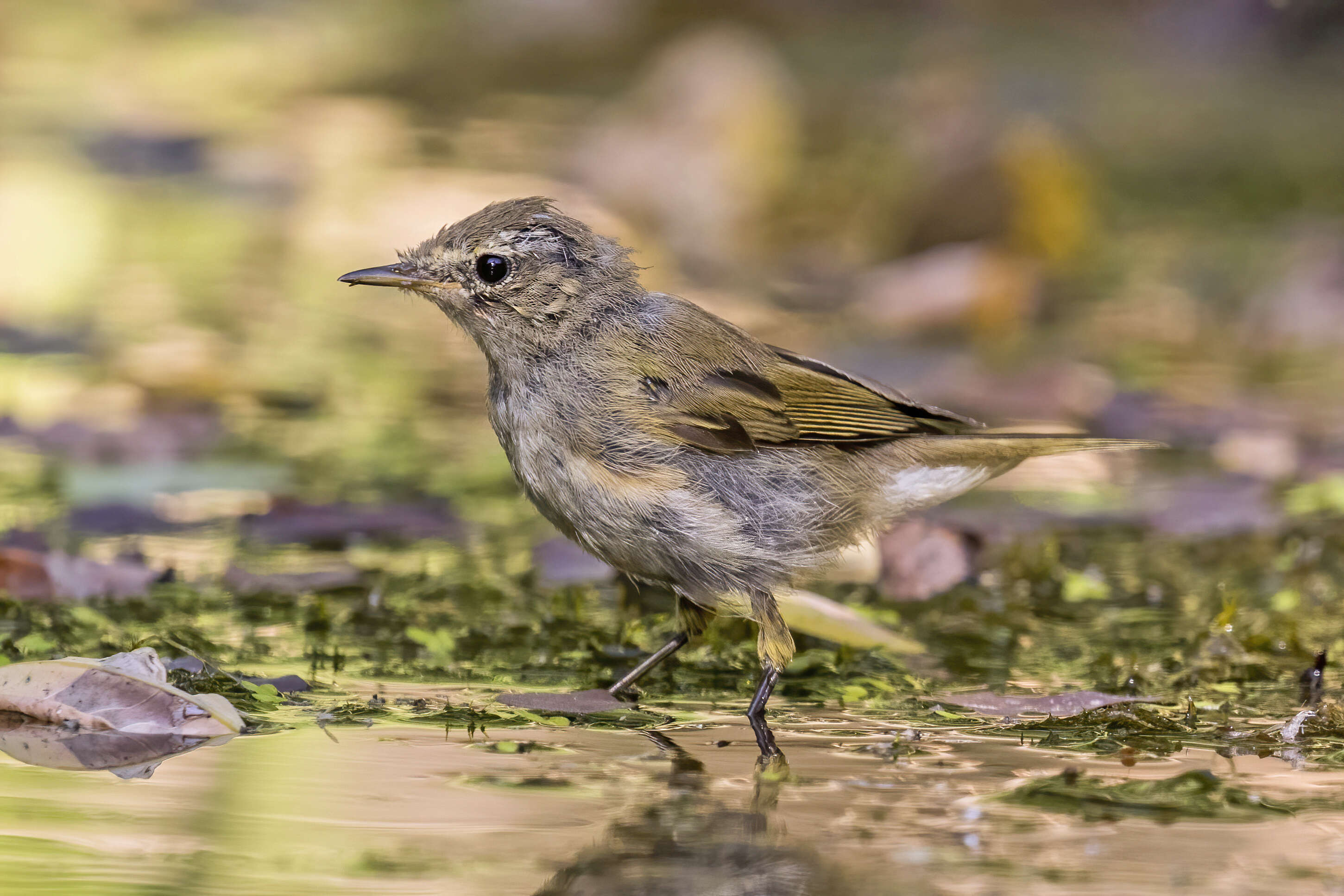 Image of Common Chiffchaff