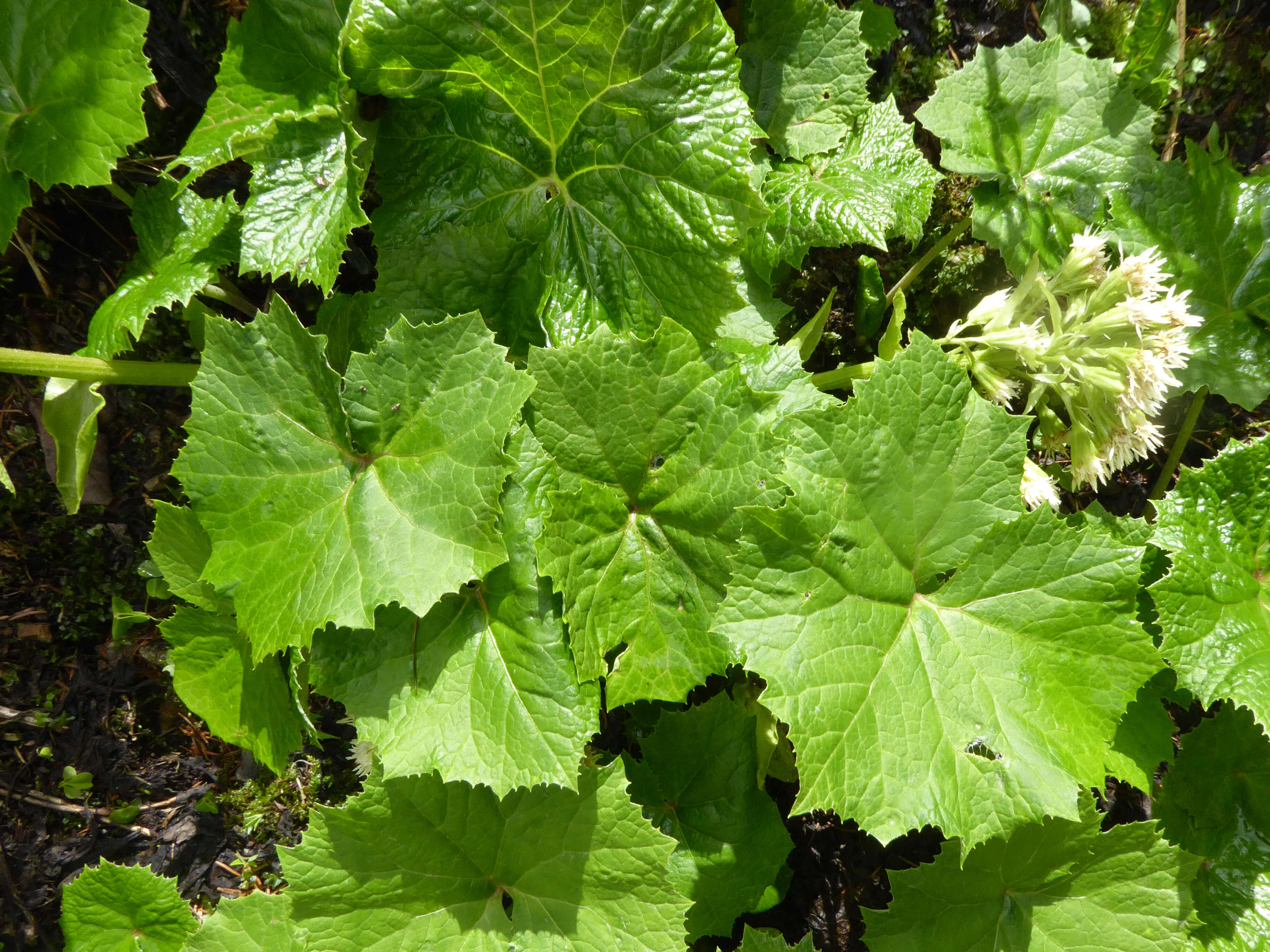 Image of Petasites albus (L.) Gaertn.