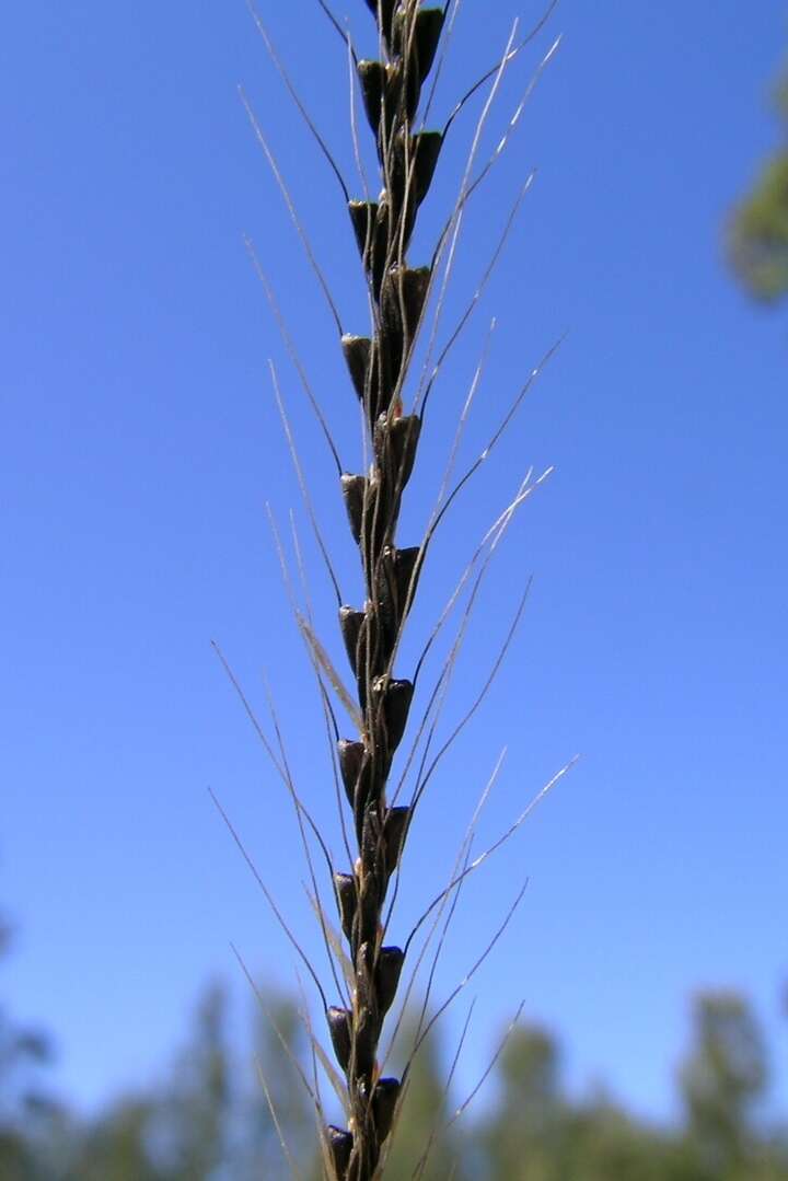 Image of Australian fingergrass