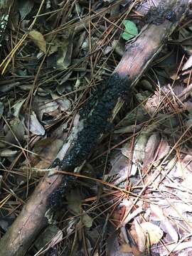 Image of Black Witches' Butter