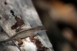 Image of Bahaman brown anole