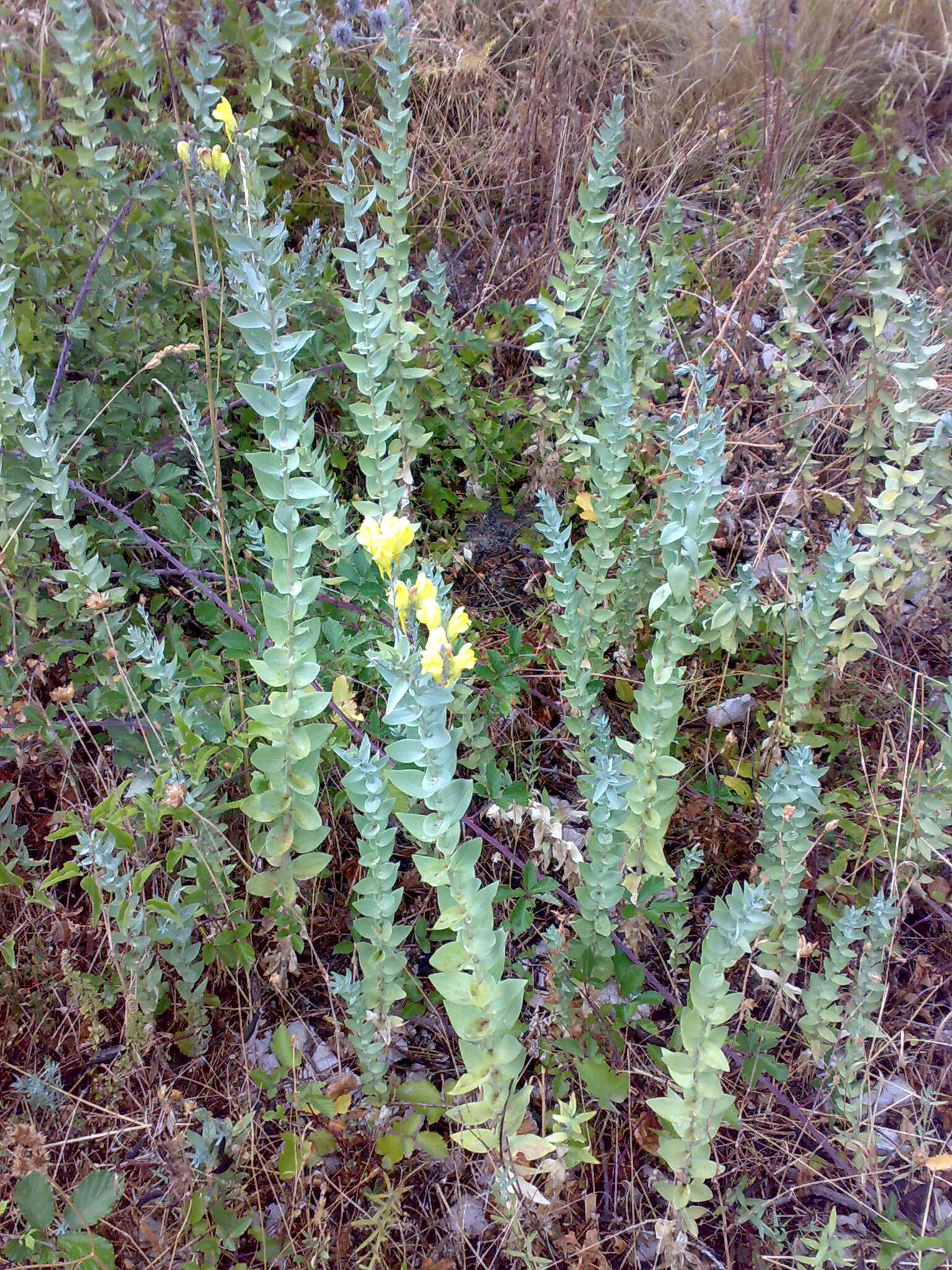 Imagem de Linaria genistifolia (L.) Mill.