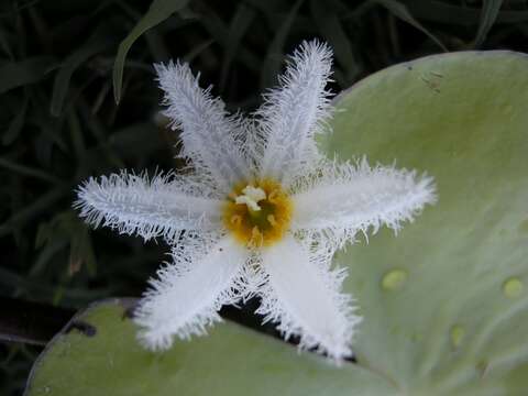 Image of Water-snowflake