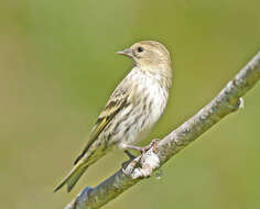 Image of Pine Siskin