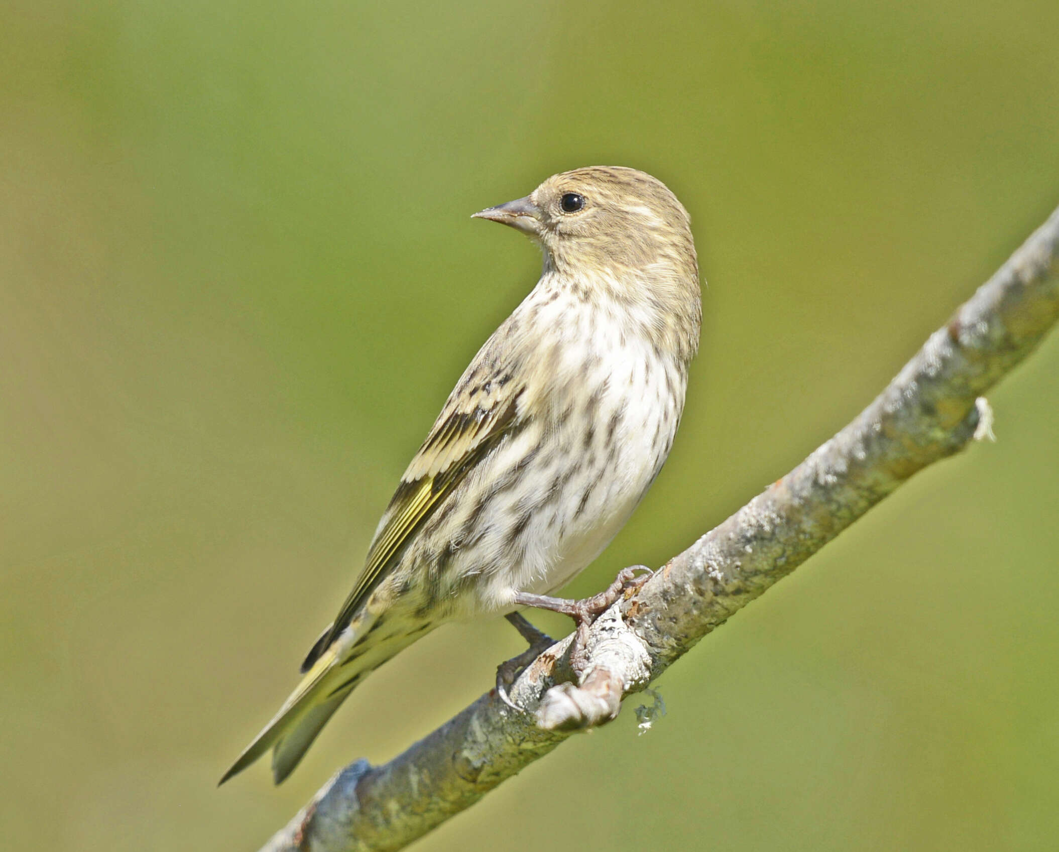 Image of Pine Siskin