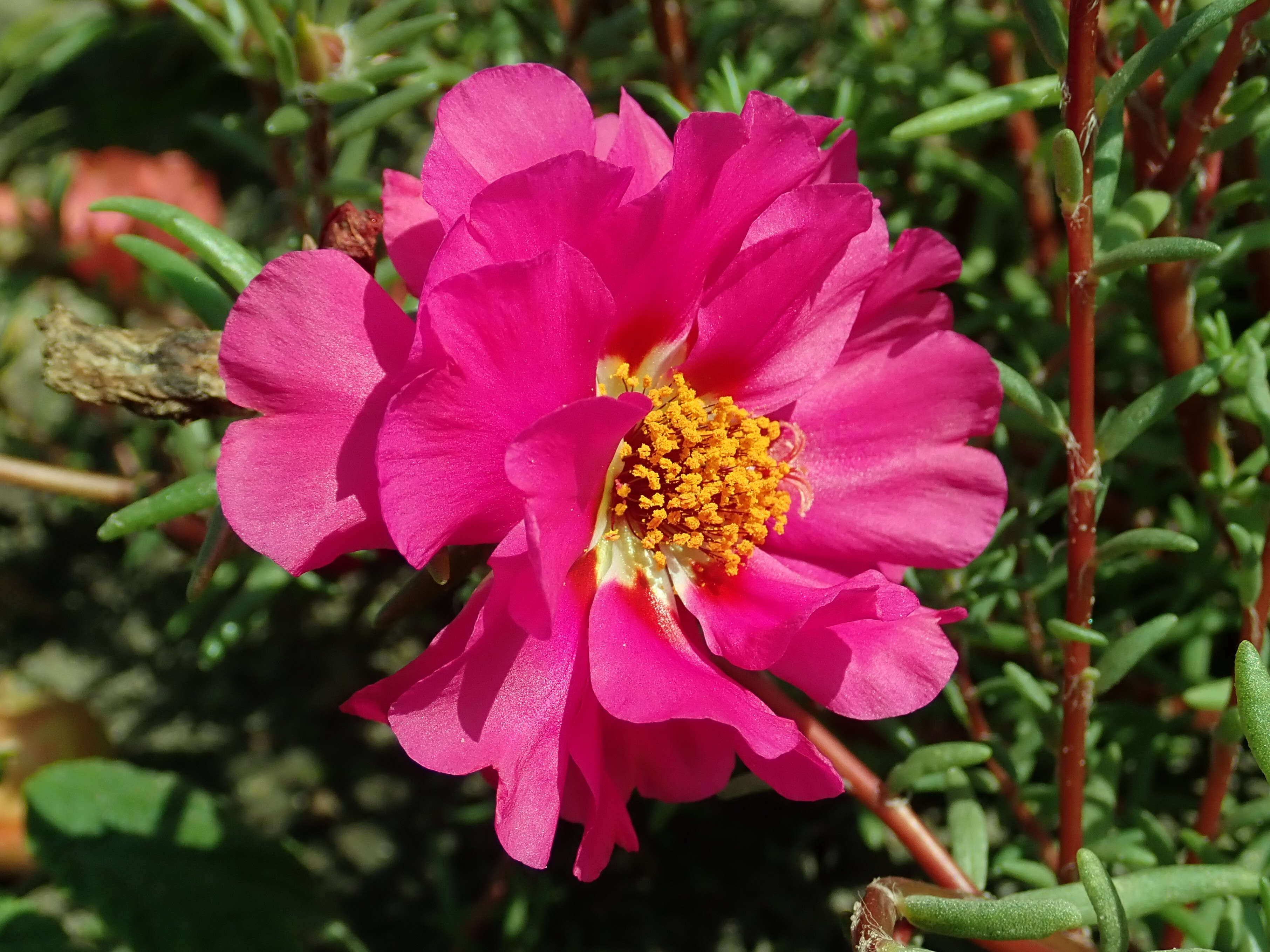 Image of Moss-rose Purslane