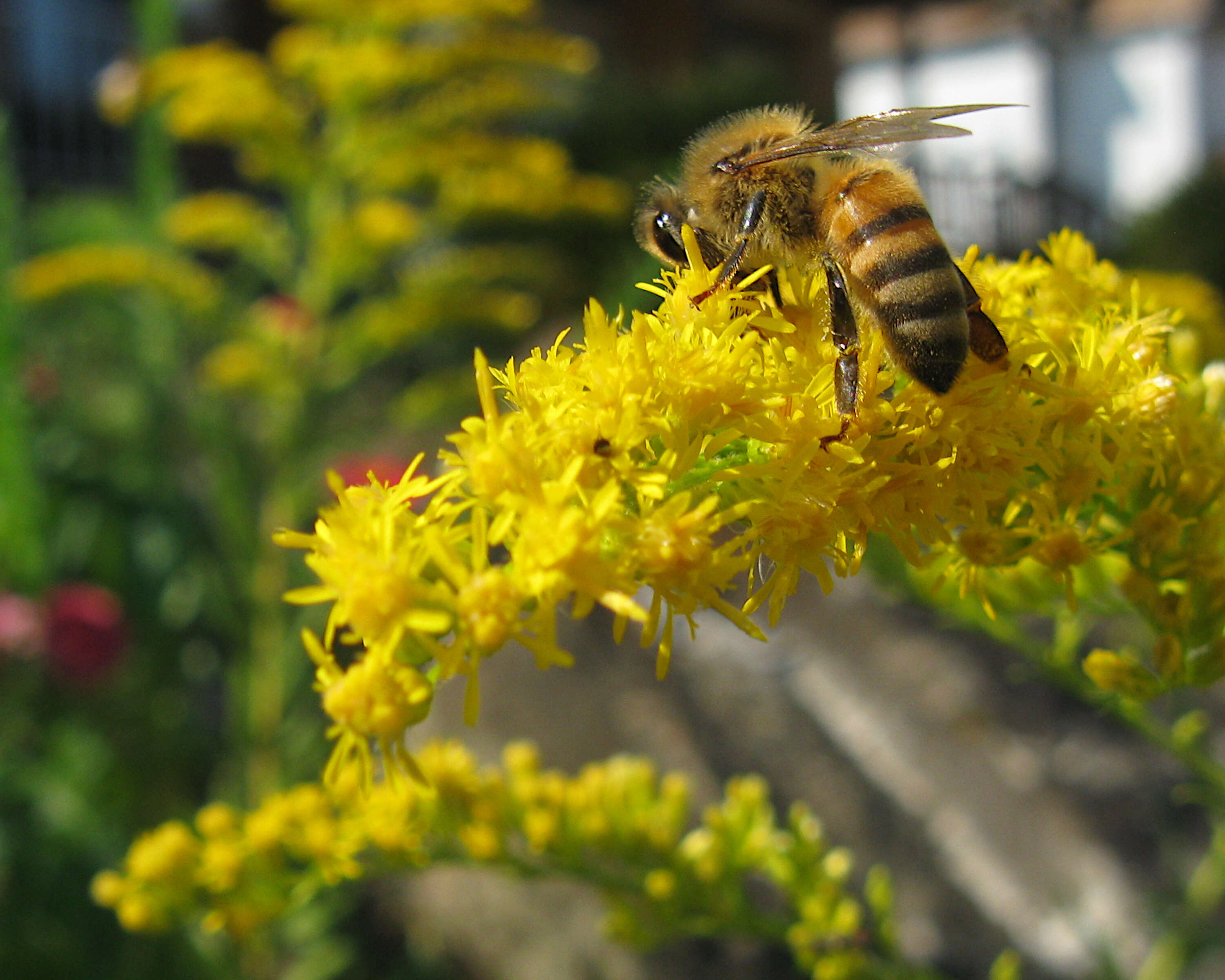 Imagem de Solidago altissima L.