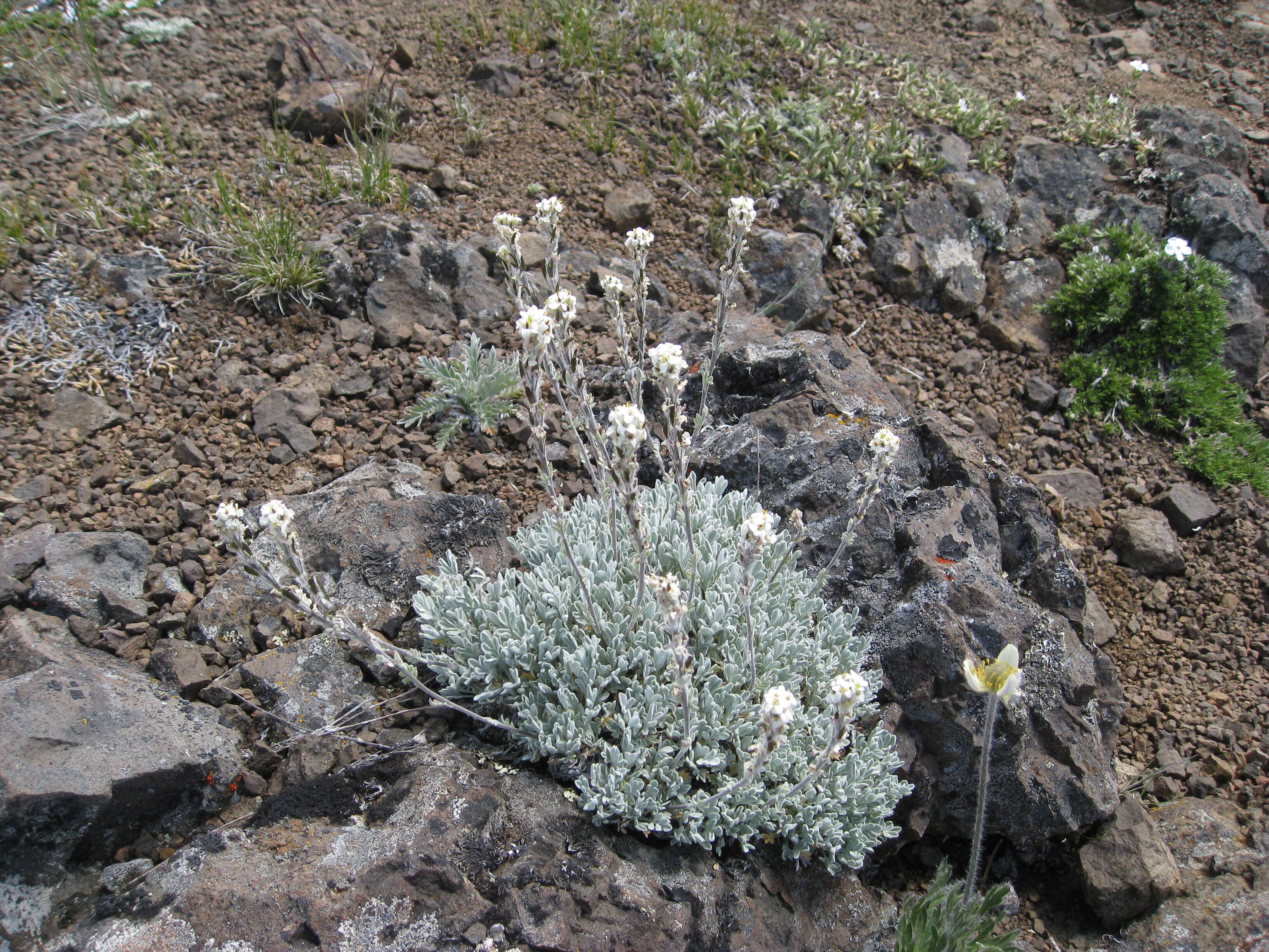 Image of candytuft