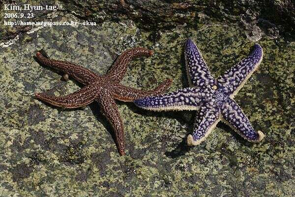 Image of northern Pacific sea star