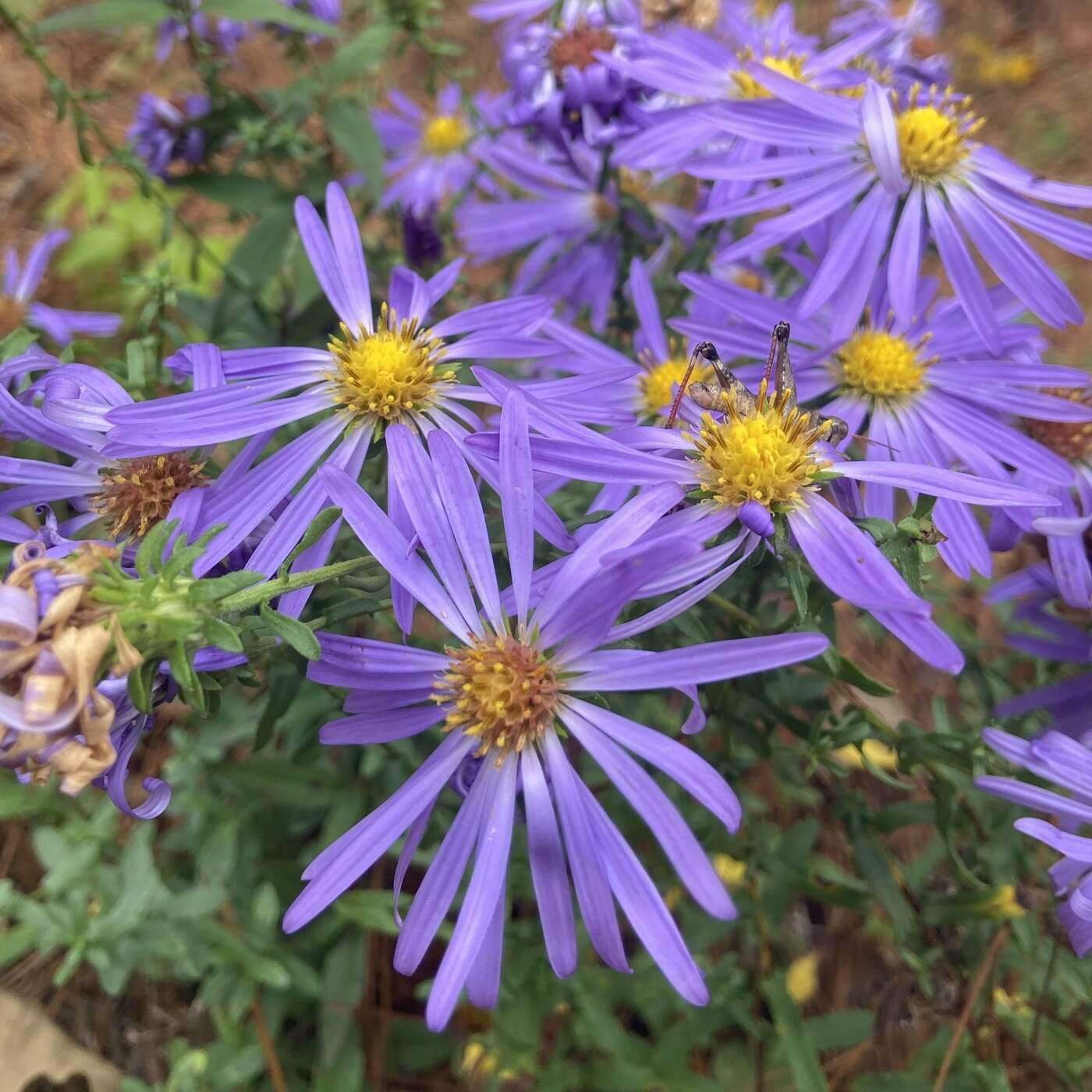 Image of largeflower aster