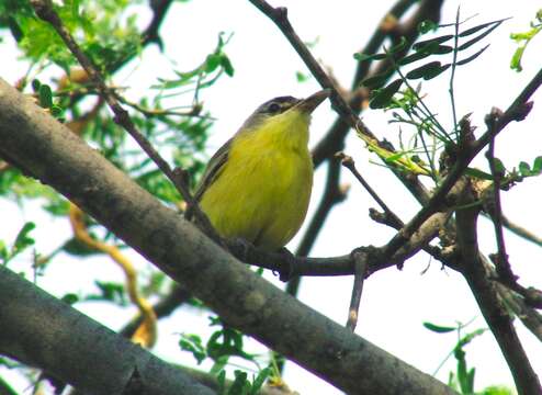 Image of Maracaibo Tody-Flycatcher