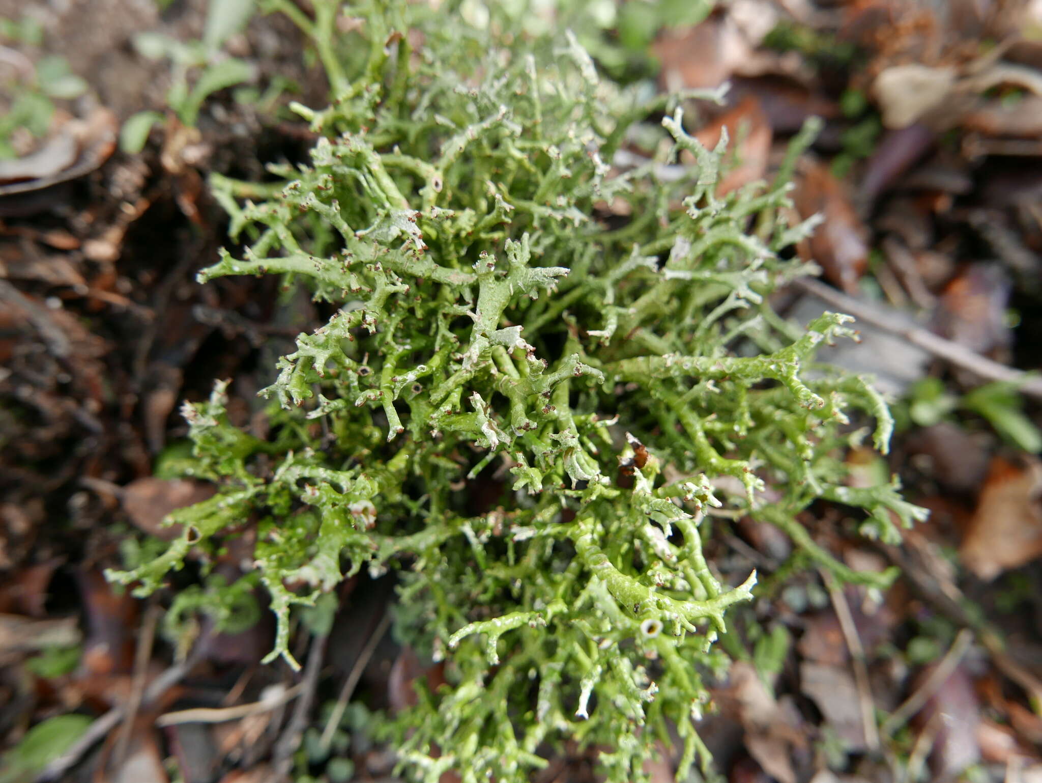 Image of Cladonia furcata