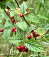 Image de Cotoneaster bullatus Bois ex Bilm. & Bois