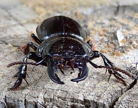 Image of Scarites (Scarites) buparius (Forster 1771)