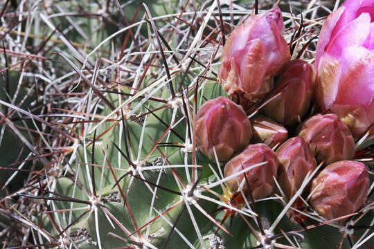 Image of Colorado hookless cactus