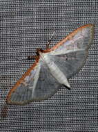 Image of Palpita annulifer Inoue 1996