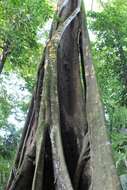 Image of Florida strangler fig