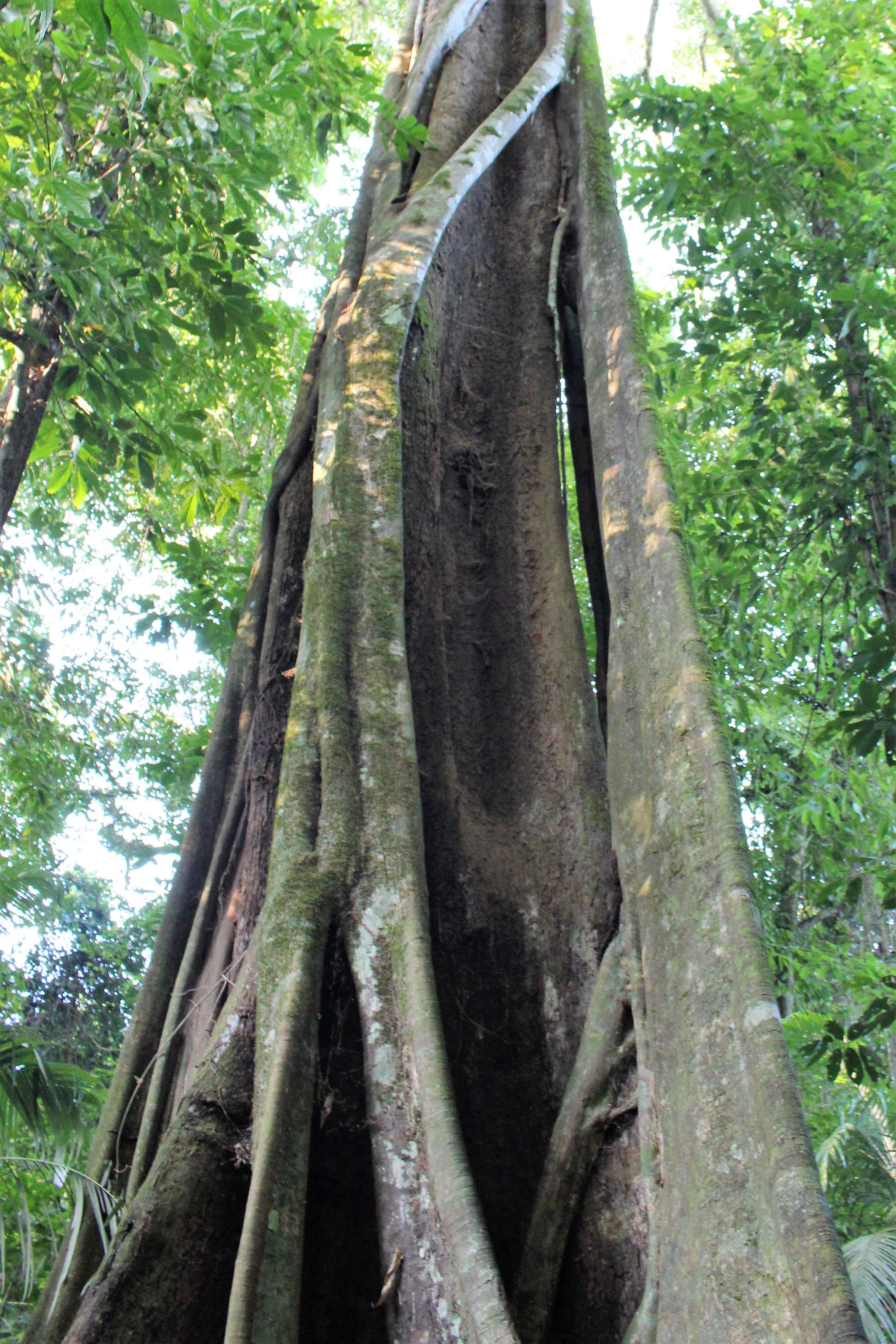 Ficus aurea Nutt.的圖片