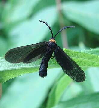 Image of Grapeleaf Skeletonizer