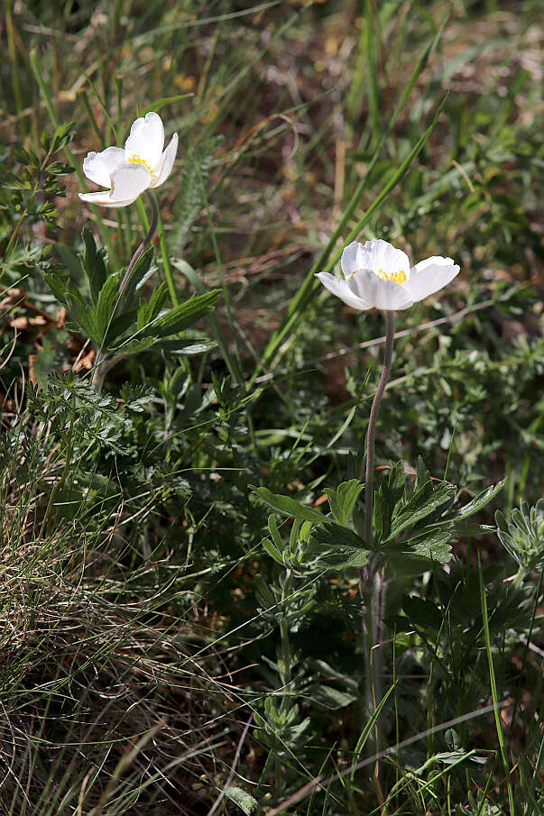 Image of Snowdrop Anemone