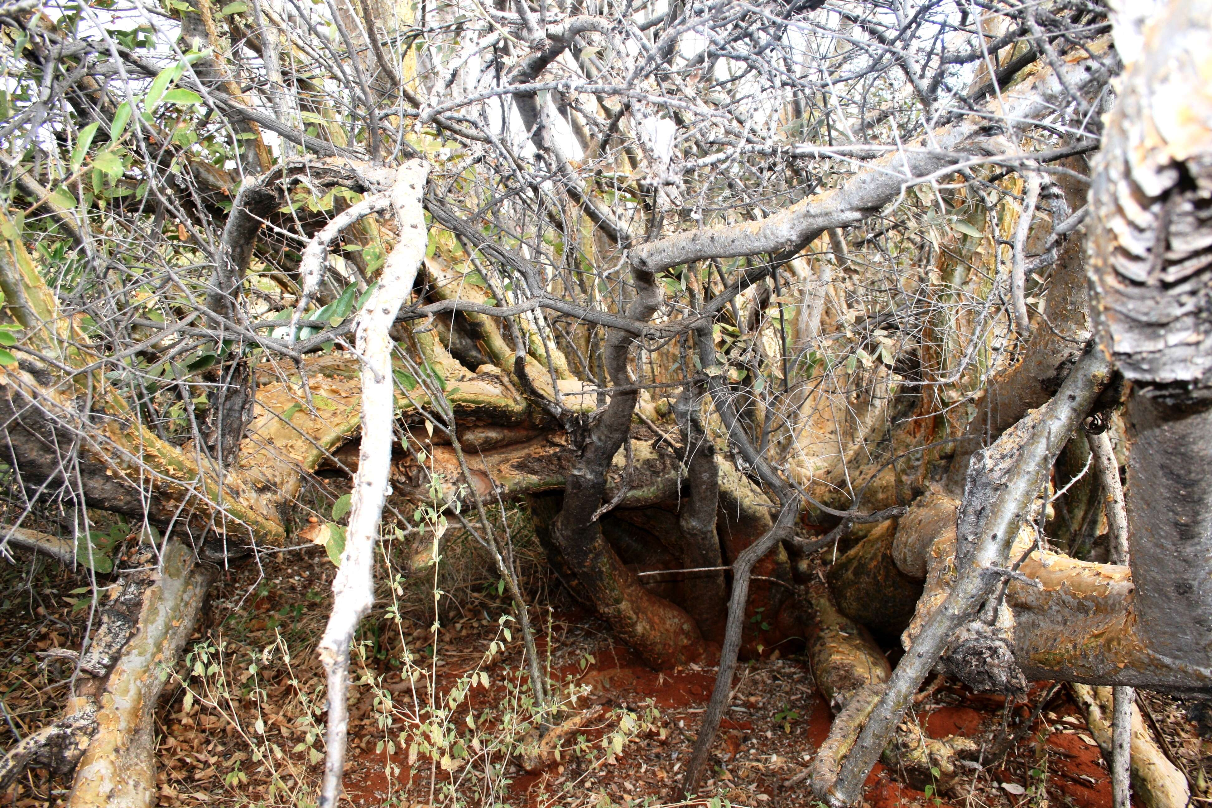 Image of Eastern sesame-bush