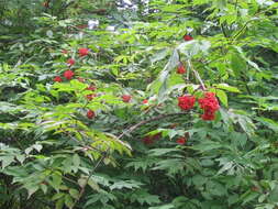 Imagem de Sambucus racemosa L.