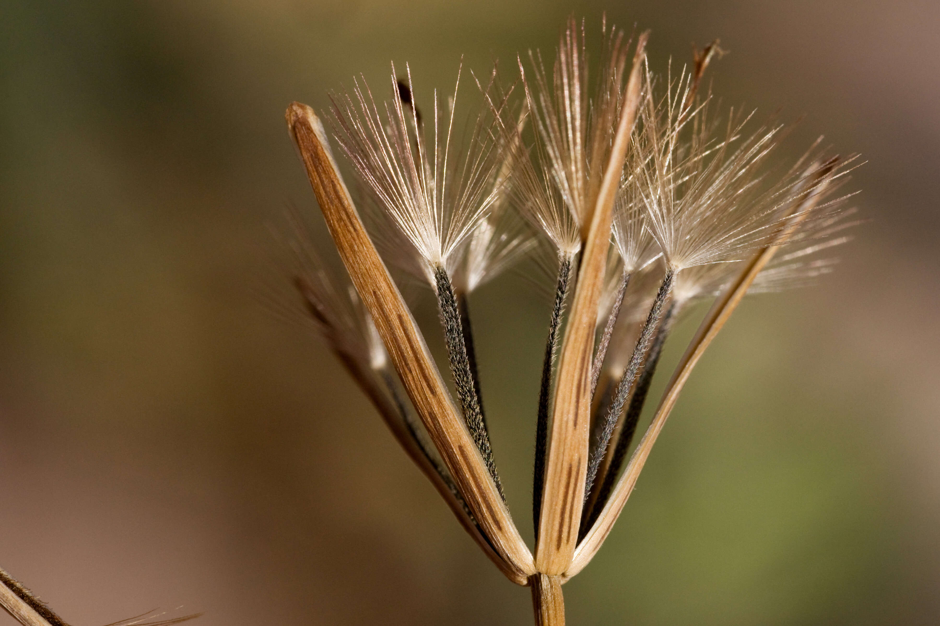 Image of yerba porosa