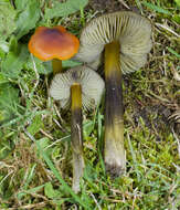 Image of Hygrocybe singeri (A. H. Sm. & Hesler) Singer 1958