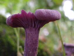 Image of Laccaria amethystina Cooke 1884