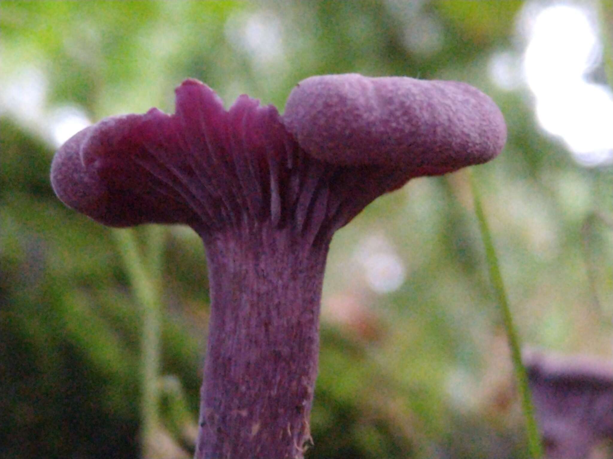 Image of Laccaria amethystina Cooke 1884