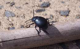 Image of Timarcha tenebricosa