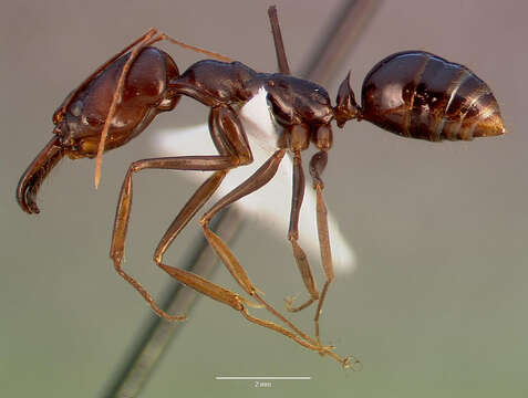 Image of Odontomachus assiniensis Emery 1892