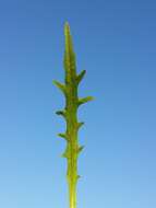 Image of fall dandelion