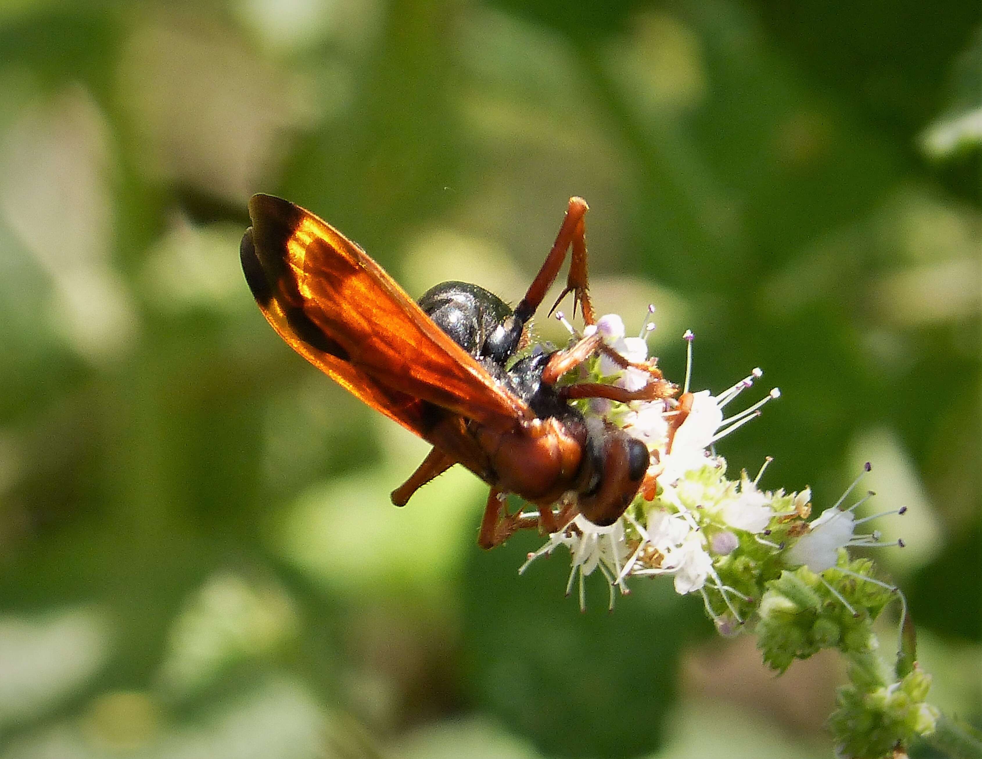 صورة Cryptocheilus discolor (Fabricius 1793)