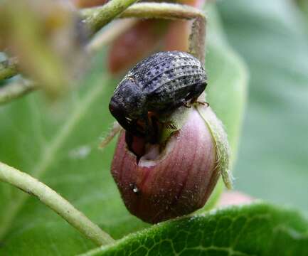 Image of Milkweed Stem Weevil