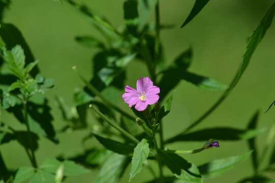 Image of Great Willowherb