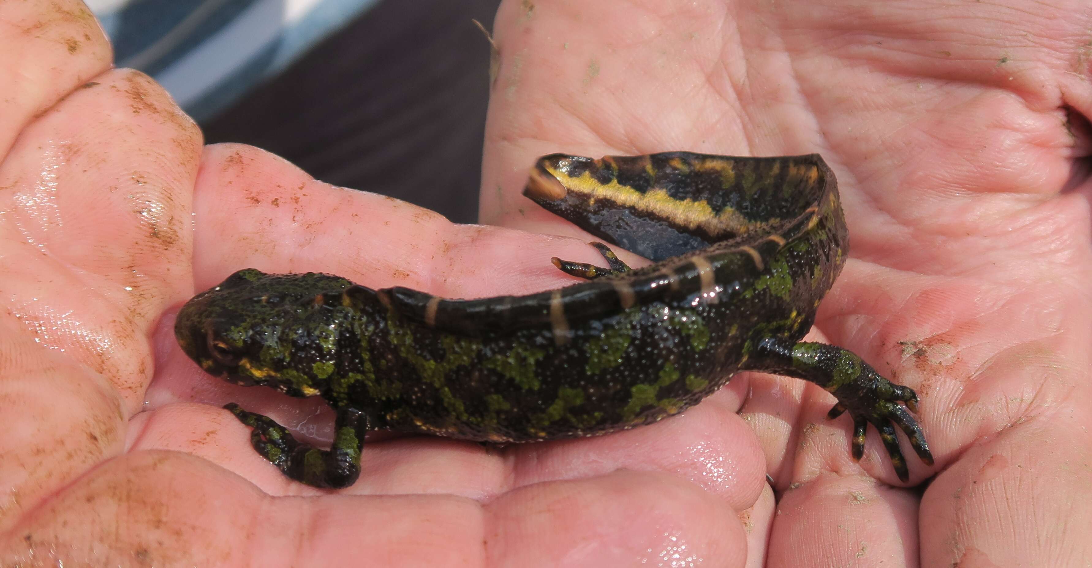 Triturus marmoratus (Latreille 1800) resmi