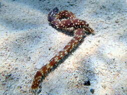 Image of Tiger-Tail Sea Cucumber