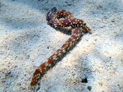 Image of Sand sifting sea cucumber