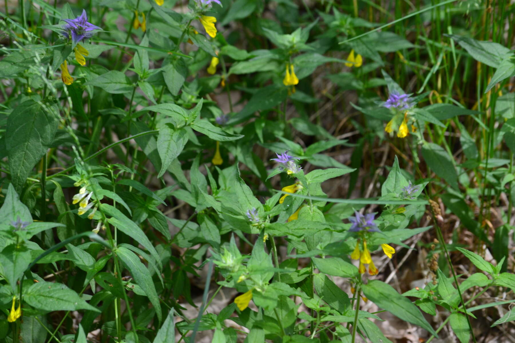 Слика од Melampyrum nemorosum L.