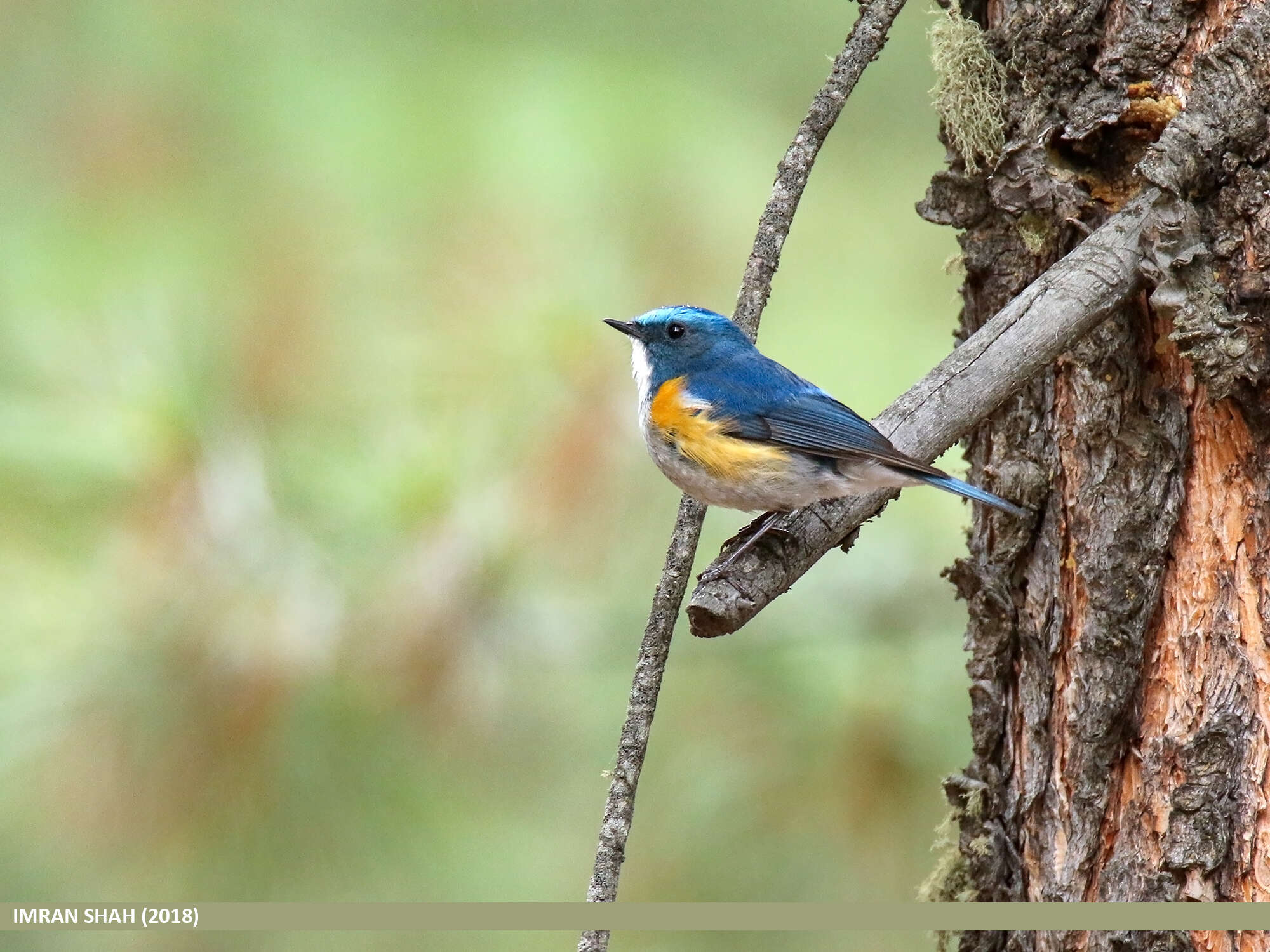 Image of Orange-flanked Bush-Robin