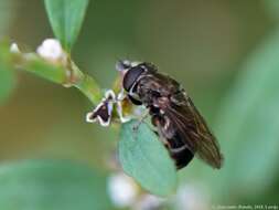 Cheilosia vulpina (Meigen 1822)的圖片